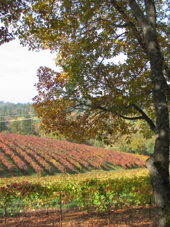 Boeger Winery 