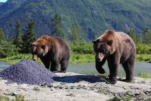 Bears at the Alaska Wildlife Conservation Center