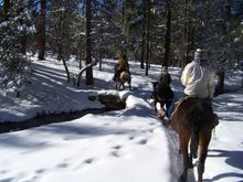 Mules are one of the many car-free modes of transporation in Grand Canyon National Park. 