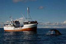 Whale watching in Norway