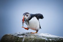 Puffin on the Faroe Islands