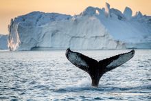 Whale Watching in Greenland