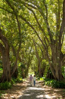 Adelaide Botanic Gardens