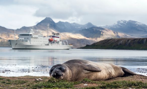 Akademik Ioffe and Weddell Seal