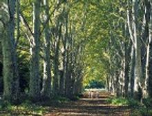 Pietermaritzberg Botanical Gardens