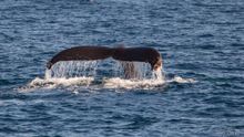 Whale Watching in San Diego 