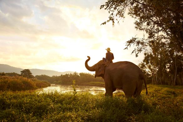 Elephant and mahout at the Golden Triangle Asian Elephant Foundation 