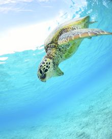 Mai Khao Marine Turtle Foundation 