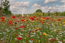 Wildflowers at the National Memorial Arboretum