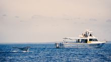 Whale watching with Legend Charters