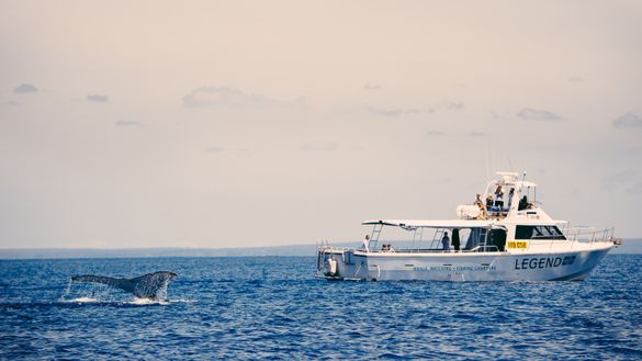 Whale watching with Legend Charters