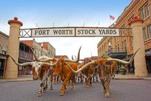 Fort Wort Herd