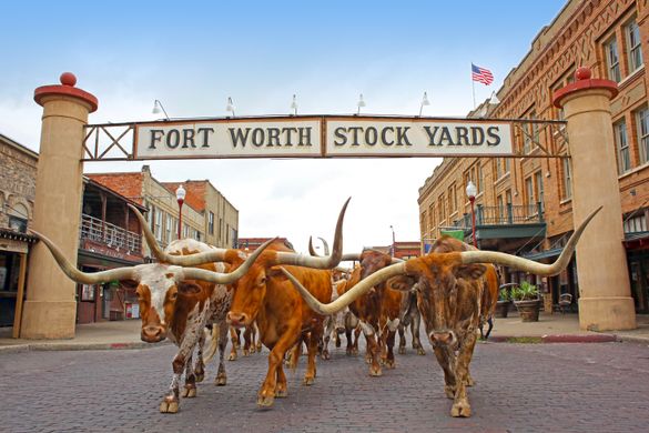 Fort Wort Herd