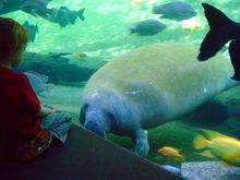 Come face to face with a manatee at Tampa's Lowry Park Zoo.