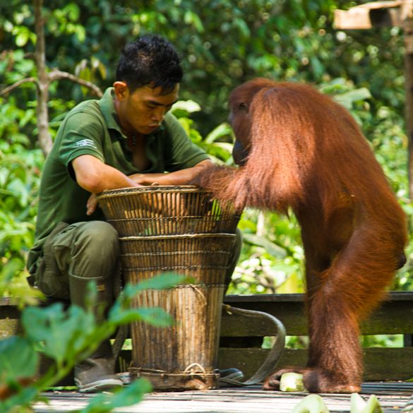 Orang-Utans in Borneo