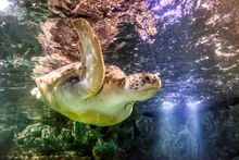 Giant green sea turtle