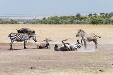 Wildlife at Mahali Mzuri
