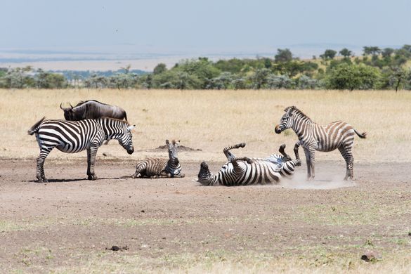 Wildlife at Mahali Mzuri