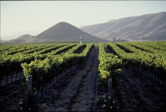 Wine Country