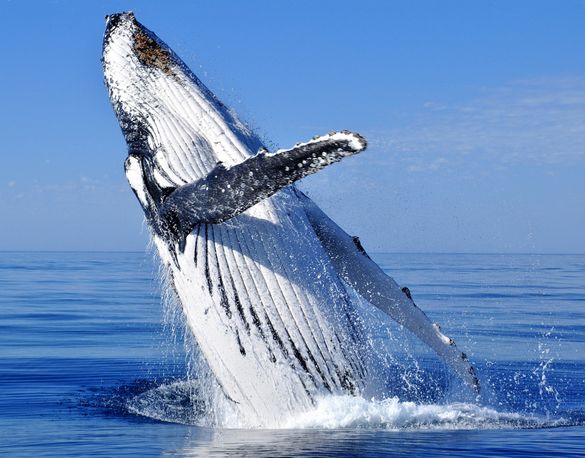 Humpback whales off Busselton, Australia's South West