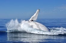 Humpback Whale (1)