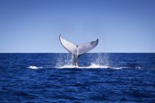 Humpback Whale (2)