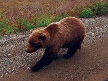 Grizzly bear, Alaska