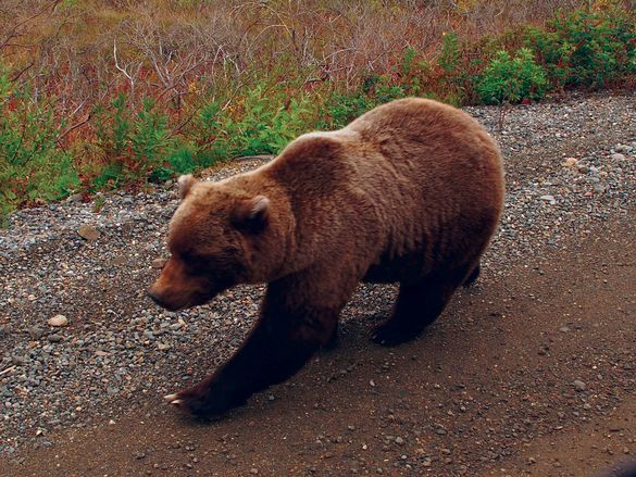 Grizzly bear, Alaska