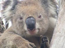 Koala Clancy