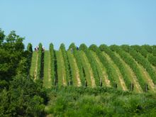 McCulloch Wines