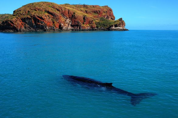 Image 1 - Humpback