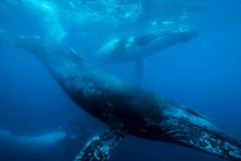 Image 2 - Humpback 