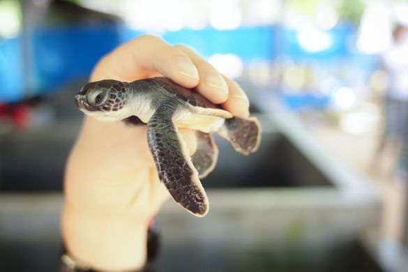 Cocoon Resort & Villas - Turtle Hatchery Experience