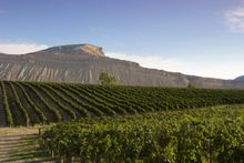   A vineyard splayed beneath an ochre-colored butte near Palisade Photo By -  Denise Chambers/Weaver Multimedia Group