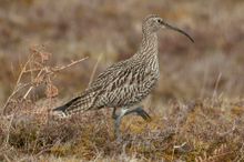 The curlew - the emblem of Northumberland National Park