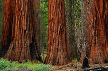Mariposa Grove undergoes multi-million dollar restoration in honor of 125th anniversary of the park. 