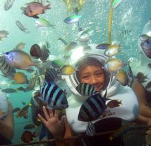 Sea Trek at Miami Seaquarium