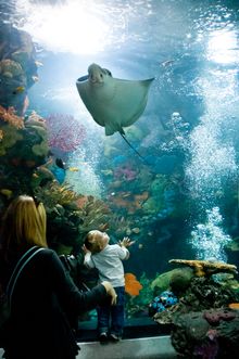 The Virginia Aquairum's 800,000 gallon tank 