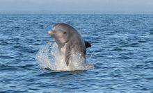 Dolphins can be seen from all three beaches
