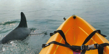 Kayaking with dolphins - an experience of a lifetime