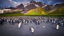 King Penguins, Gold Harbour, South Georgia