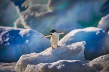 Adelie Penguin, Antarctic Peninsula