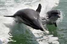 Darwina and her baby Rose spotted by passengers on board the Dolphin Explorer