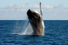 Humpback whale breaching in the Kimberley