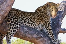 Leopard in a tree at Lodge