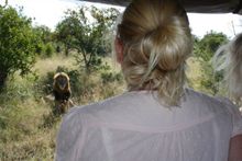 Game viewing at Lodge - Lion