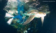 Sea turtles entangled in ghost nets 