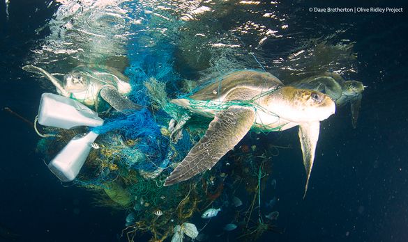 Sea turtles entangled in ghost nets 