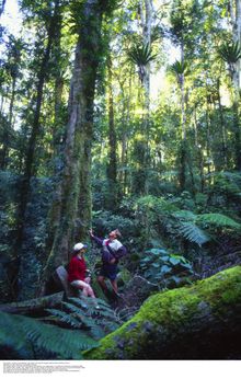 Waterfall Way Border Ranges