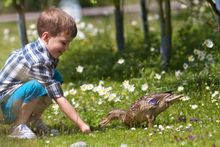 Feeding a duck at a WWT Wetland Centre